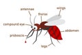 Illustration of mosquito vocabulary part of body Royalty Free Stock Photo