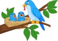Mother blue bird feeding babies in a nest Royalty Free Stock Photo