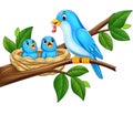 Mother blue bird feeding babies in a nest