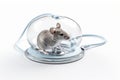 illustration of mouse with stethoscope on transparent white background, Generative ai Royalty Free Stock Photo