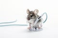 illustration of mouse with stethoscope on transparent white background, Generative ai Royalty Free Stock Photo