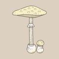 Illustration of mushroom organic isolated