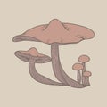 Illustration of mushroom organic vegetable