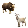 Illustration of musk-ox. Goat standing up isolated Royalty Free Stock Photo