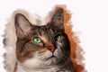 Illustration of Muzzle of a beautiful adult young tabby cat with green eyes and brown velvet wet nose is on a white Royalty Free Stock Photo