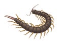 Myriapod centipede Royalty Free Stock Photo