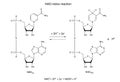 Illustration of NAD redox reaction Royalty Free Stock Photo