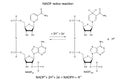 Illustration of NADP redox reaction