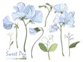 Bouquets of flowers, branches, blue sweet pea, and leaves isolated on white.