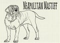 Illustration neapolitan mastiff on notebook sheet