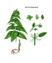 Nettle dioecious