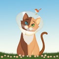 Illustration of neutered cat Royalty Free Stock Photo