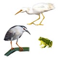 Illustration of Night Heron bird, Great White