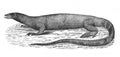 Illustration of the Nile Varanus Niloticus in the old book The Encyclopaedia Britannica, vol. 14, by C. Blake, 1882, Edinburgh