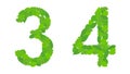 Illustration numbers 3 and 4, green spring-summer leaves.