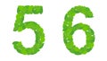 Illustration numbers 5 and 6, green spring-summer leaves.
