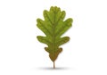 Illustration of an oak leaf (Quercus) with a lobed structure. The leaf is predominantly green with Royalty Free Stock Photo