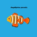 Illustration of Ocellaris clownfish Royalty Free Stock Photo