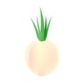 Illustration of onion