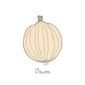 Illustration of an onion white background