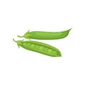 Flat vector design of open and closed pod of ripe green peas. Organic vegetable. Farm product. Food theme Royalty Free Stock Photo