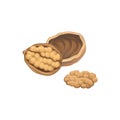 Illustration with opened walnut and one half in front of it. Natural product. Healthy eating. Realistic hand drawn