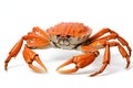 Orange crab isolated on white background