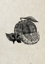 Illustration of orange fruit with flower, leaf, slice black ink isolated on beige rice paper background. Royalty Free Stock Photo