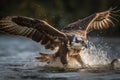 Illustration of an osprey in flight with wings spread capturing a fish.