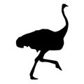 Illustration of an ostrich silhouette isolated on a white background