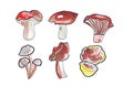 Illustration outline of mushrooms of different kinds and shapes drawn with colored pencils