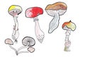 Illustration outline of mushrooms of different kinds and shapes drawn with colored pencils