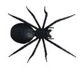 Illustration of an overhead view of a large black hairy spider walking forward isolated on a white background