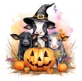 An illustration Painting picture of three cow and Halloween pumpkin