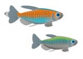 Illustration of a pair of Congo tetra Phenacogrammus interruptus