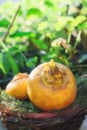 Illustration of pair of ripe yellow turnips on the green garden.