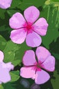 Illustration of a Pair of Vibrant Pink Madagascar Periwinkle Flowers on Green Foliage