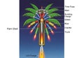 Internal components and function. The shell resembles a palm tree when Royalty Free Stock Photo