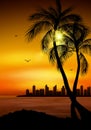 Palm tree silhouette. Palm tree leaves on summer background