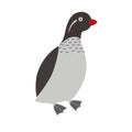 Illustration of a parakeet auklet bird Royalty Free Stock Photo