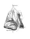 The illustration of parts of the nose in the old book die Descriptive Anatomie, by C. Heitzmann, 1870, Wien