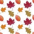 Pattern Autumn maple leaves Illustrations Watercolor Botanical Digital paper Textile Autumn fall decor Wallpaper Scrapbooking Royalty Free Stock Photo