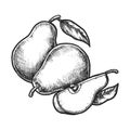 Illustration of pear fruit. Vector sketch food Royalty Free Stock Photo