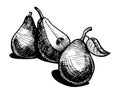 Illustration of pear