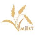 Illustration of pearl millet plant. Vector illustration of cereal grains