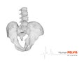 illustration of pelvis abstract scientific background Royalty Free Stock Photo