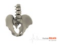 illustration of pelvis abstract scientific background Royalty Free Stock Photo