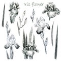 Illustration, pencil. Iris flowers. Freehand drawing. Iris branches. Iris leaves. Set