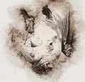 Illustration Pencil Portrait Sketch of Close-up of Rhinoceros