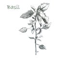 Illustration, pencil sketch. Basil branch. Freehand drawing. Spicy herb